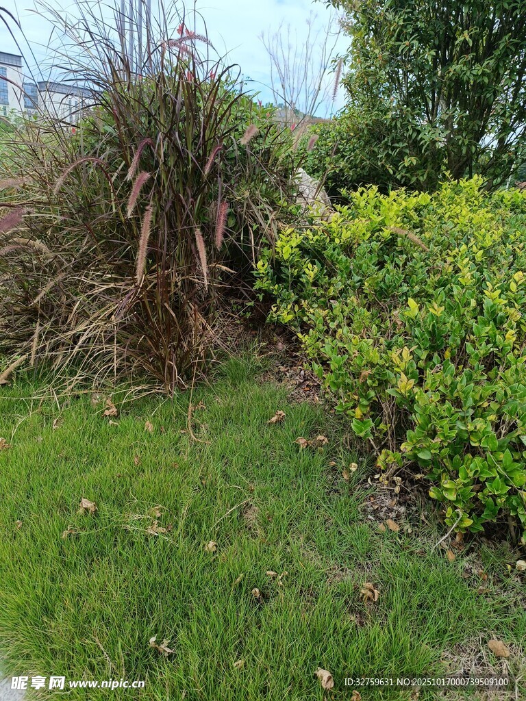 庭院绿植角落景观