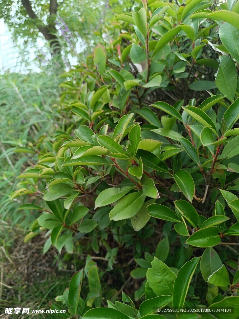 茂密绿植景观