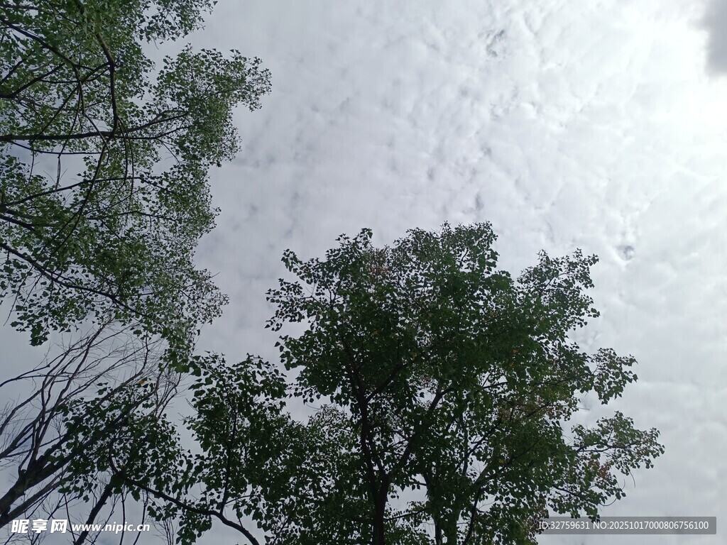 仰视天空下的葱郁树木