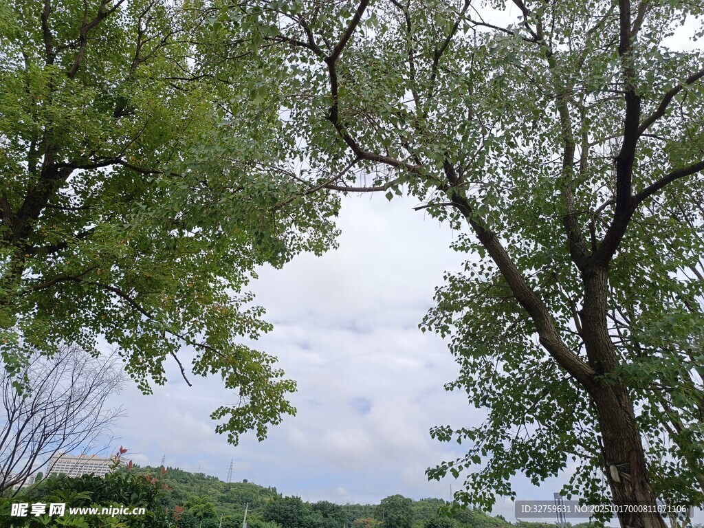 林间树梢望天空