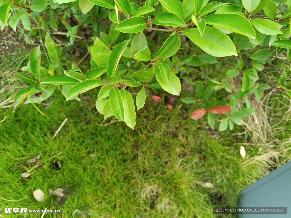 绿叶繁茂的自然植物景象