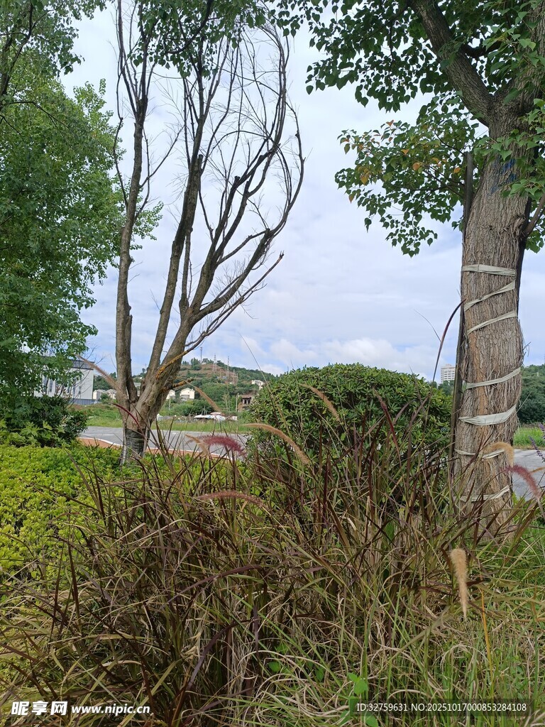 户外自然景观中的树木花草