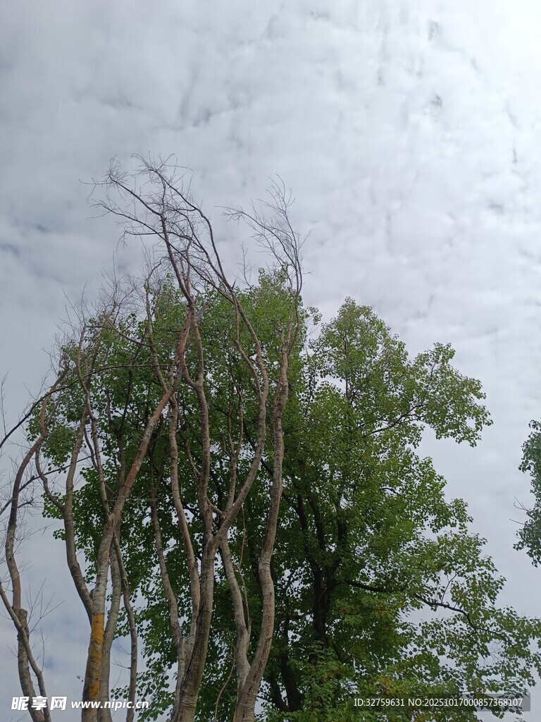 狂风过后倾斜的树木
