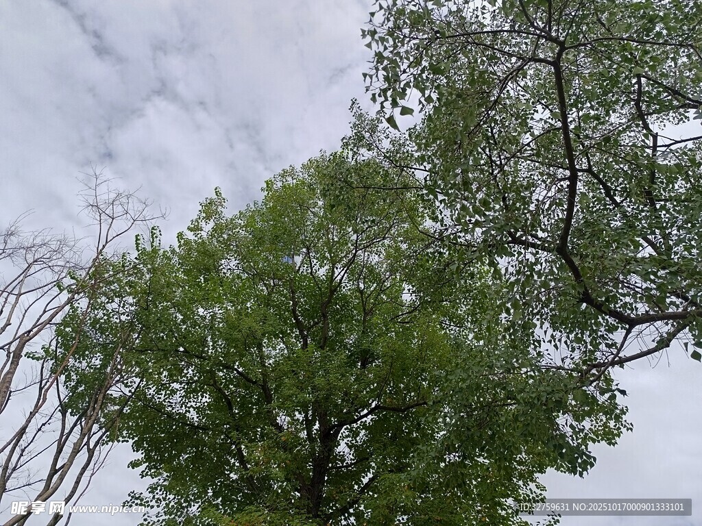 仰视天空下的葱郁树木