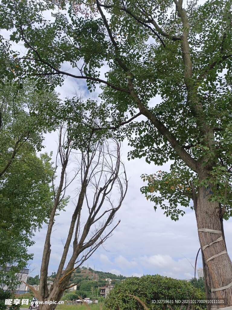 林间树木景观