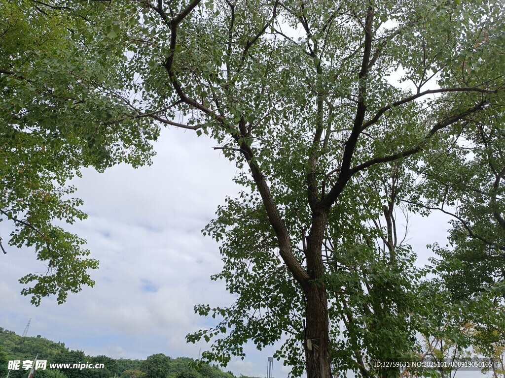 夏日繁茂大树风景