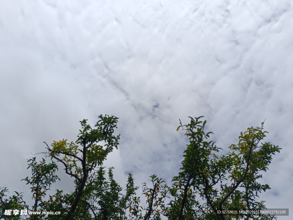 树梢上的多云天空