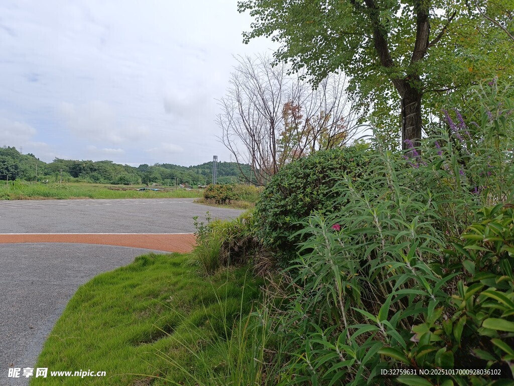 乡村路边的绿植与开阔风景