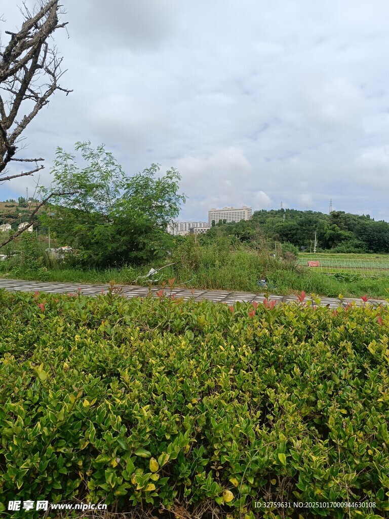 绿意盎然的野外风景