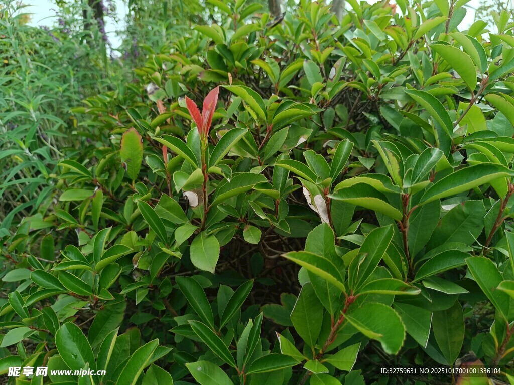 茂密绿植中的一抹红