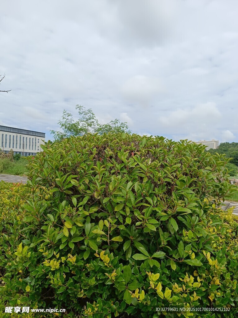绿叶繁茂的灌木丛