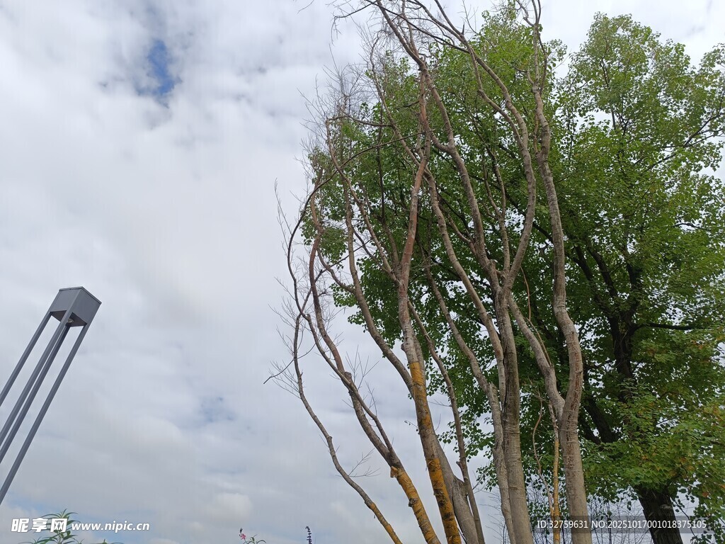 户外树木与金属设施景观