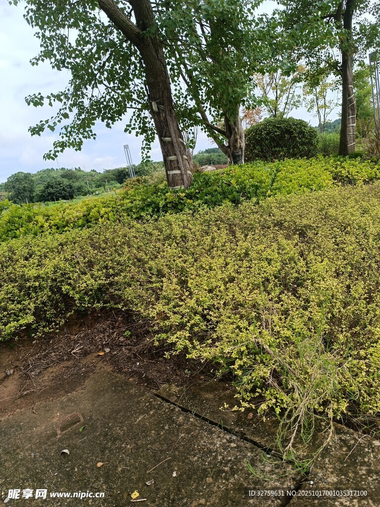 绿意盎然的户外植物景观
