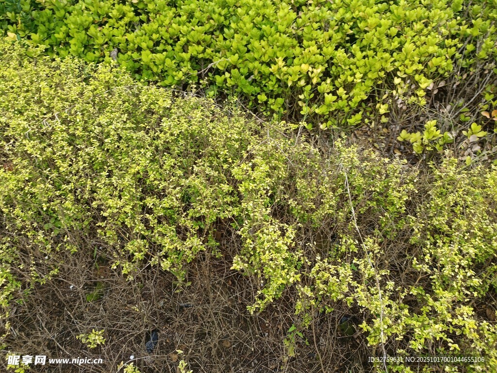 空中俯瞰翠绿繁茂植物