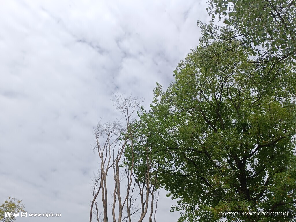 天空下的绿树与枯树