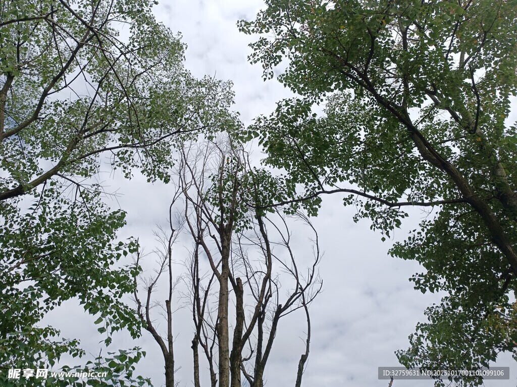 林间枯树与繁茂绿叶景象