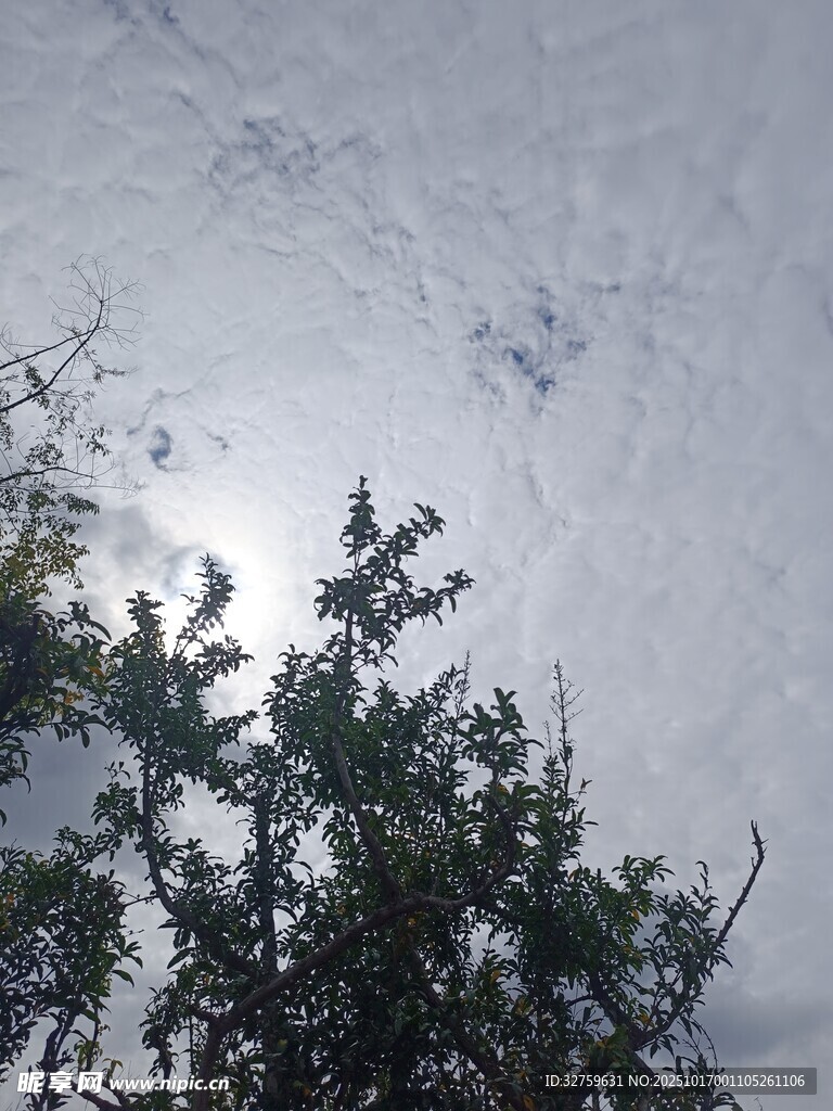阳光透过树梢的天空景象