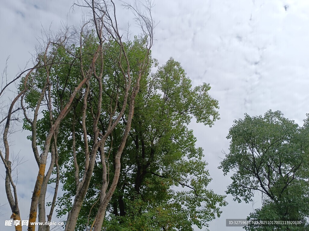 枯树与绿树并存的景象