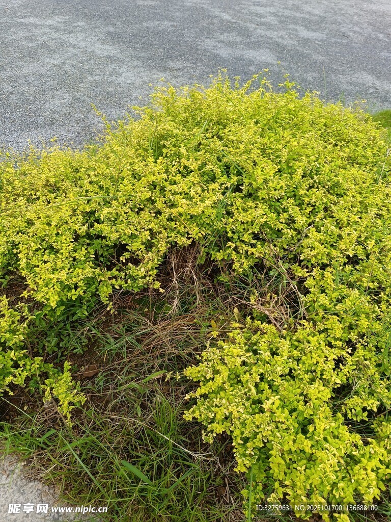 岸边翠绿茂盛的灌木丛