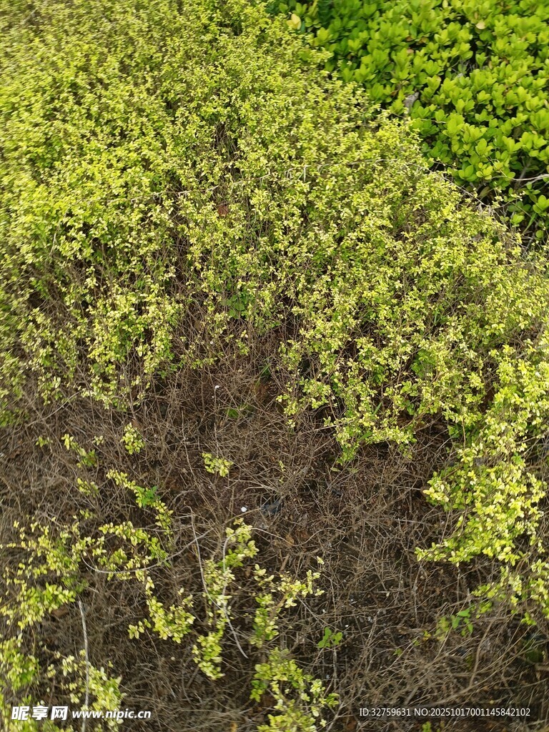 嫩绿植物覆盖的土壤场景