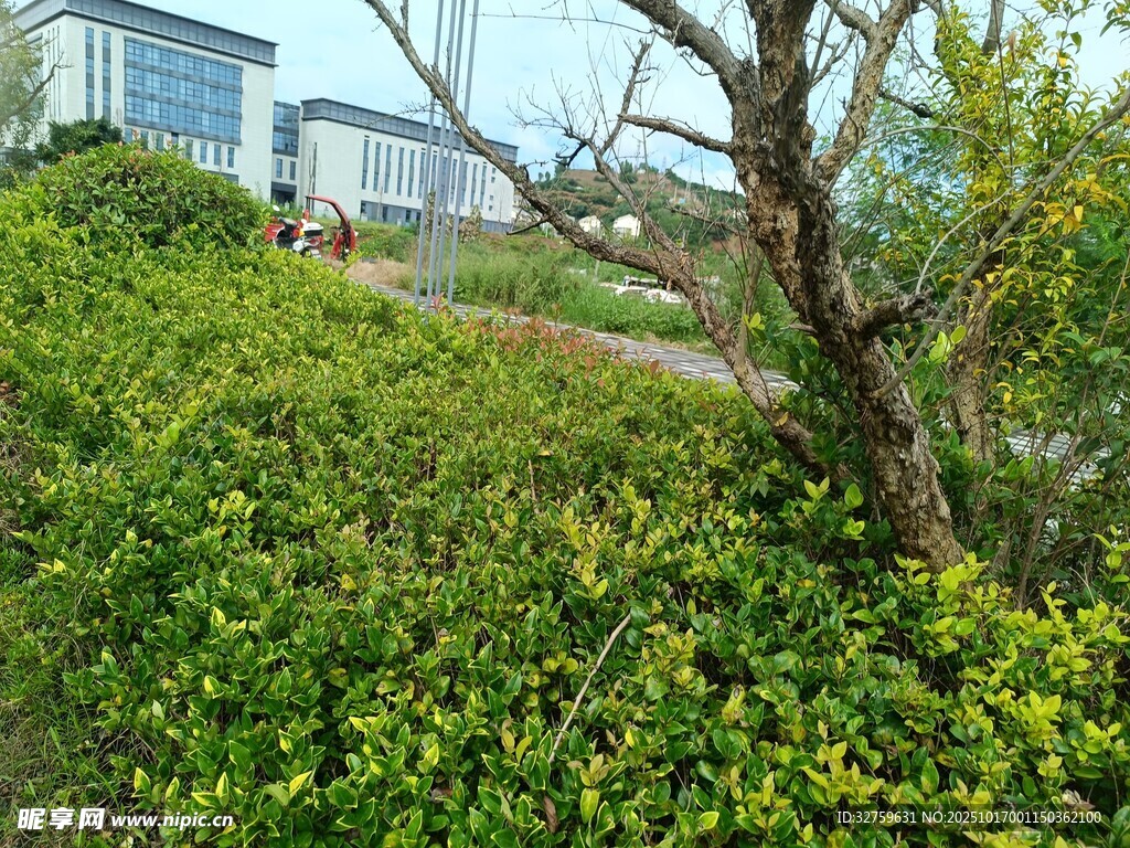 户外绿植与远处建筑景观
