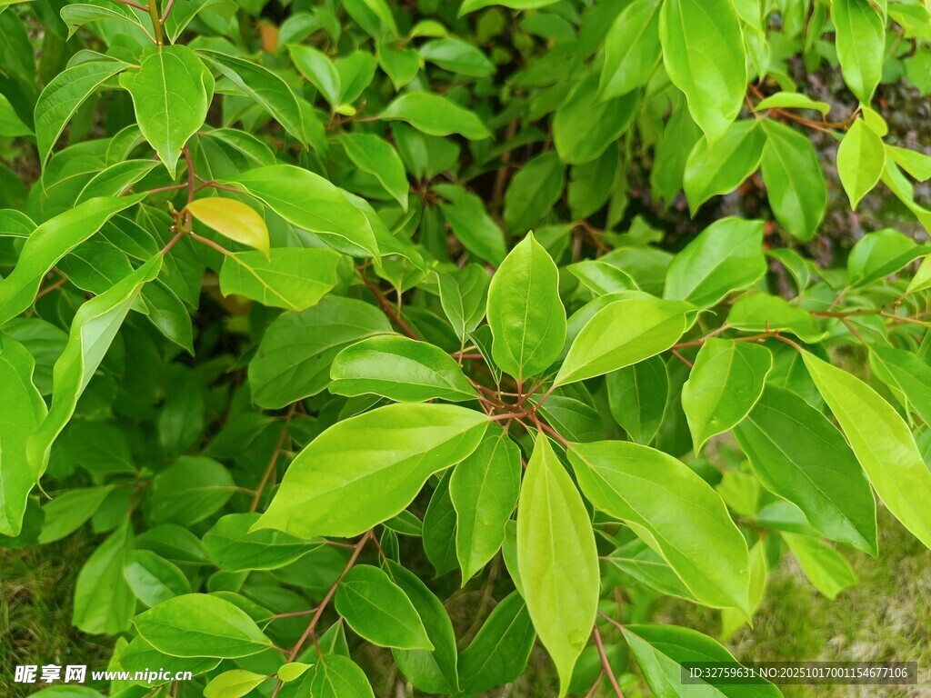 翠绿叶片植物特写