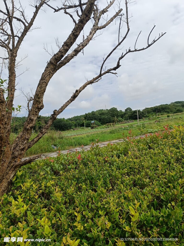 田野中枯树立于繁茂花丛