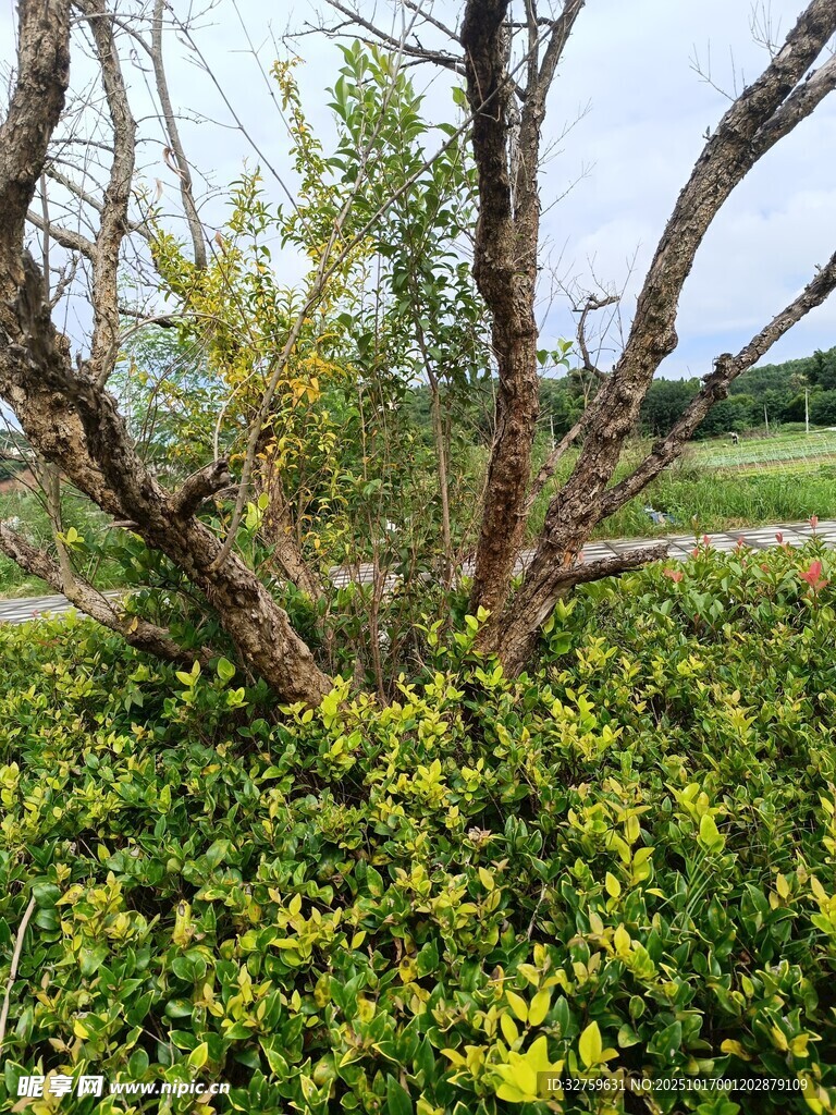 野外繁茂绿植中的老树