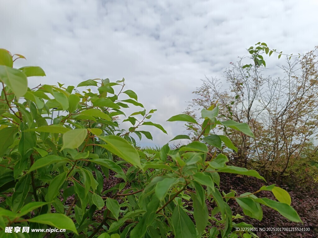 绿意盎然的植物景观