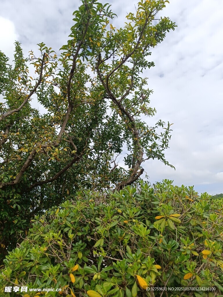 繁茂绿树与蓝天相映成趣