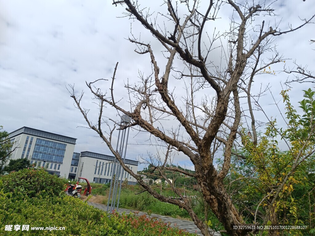 枯树旁的绿植与远处建筑