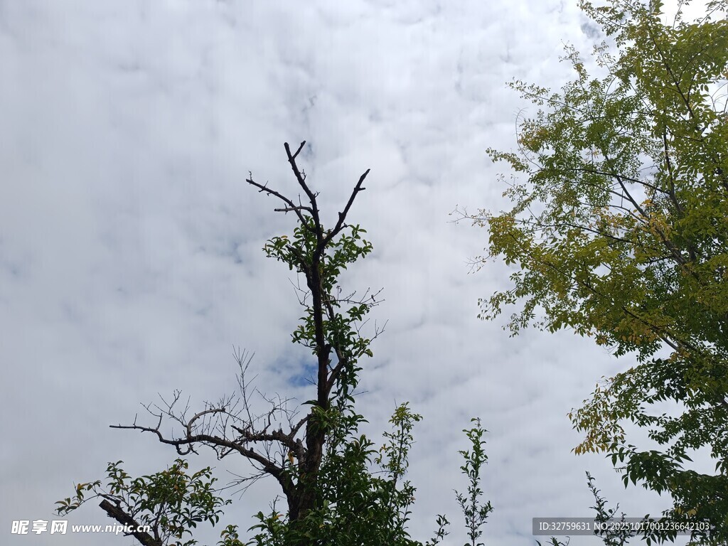 枯树与绿树映衬的天空