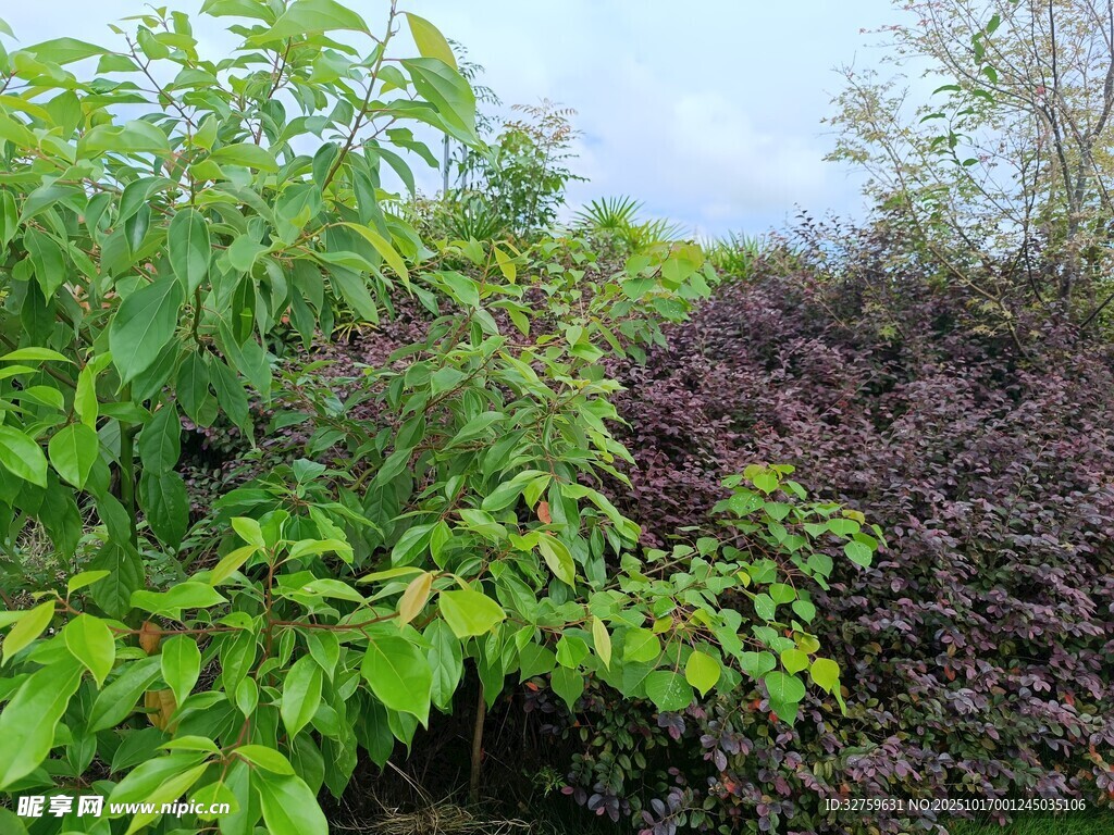 绿意盎然的植物景观