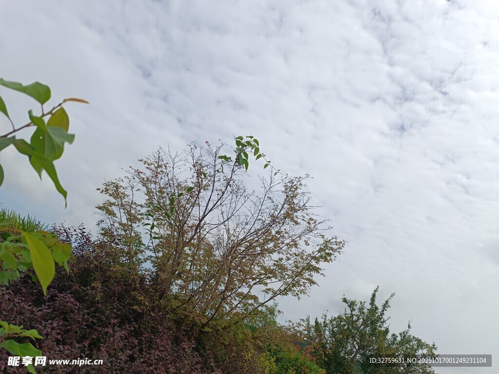野外绿植与天空景象