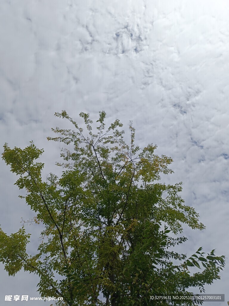 树梢之上的多云天空