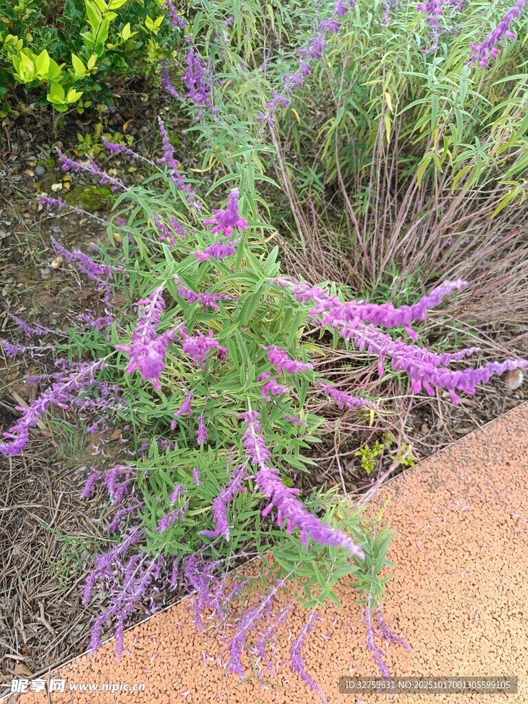 紫色花卉植物特写