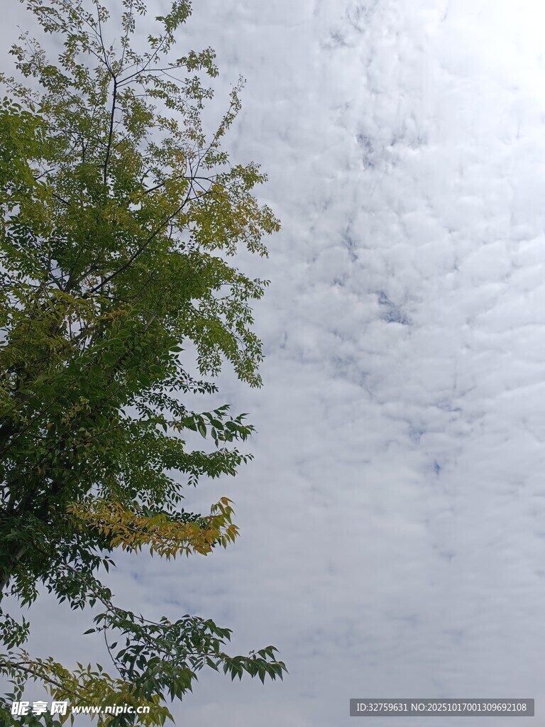天空下的绿树与云层