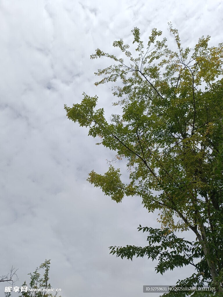 阴天中的绿树