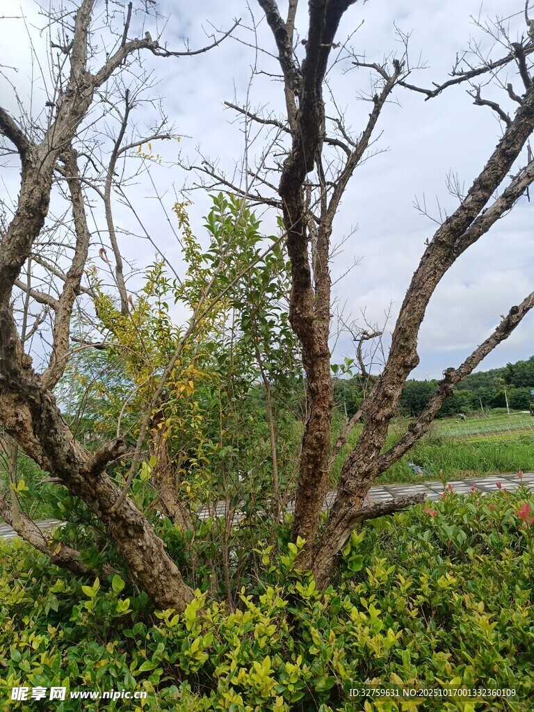 枯树旁的绿意盎然