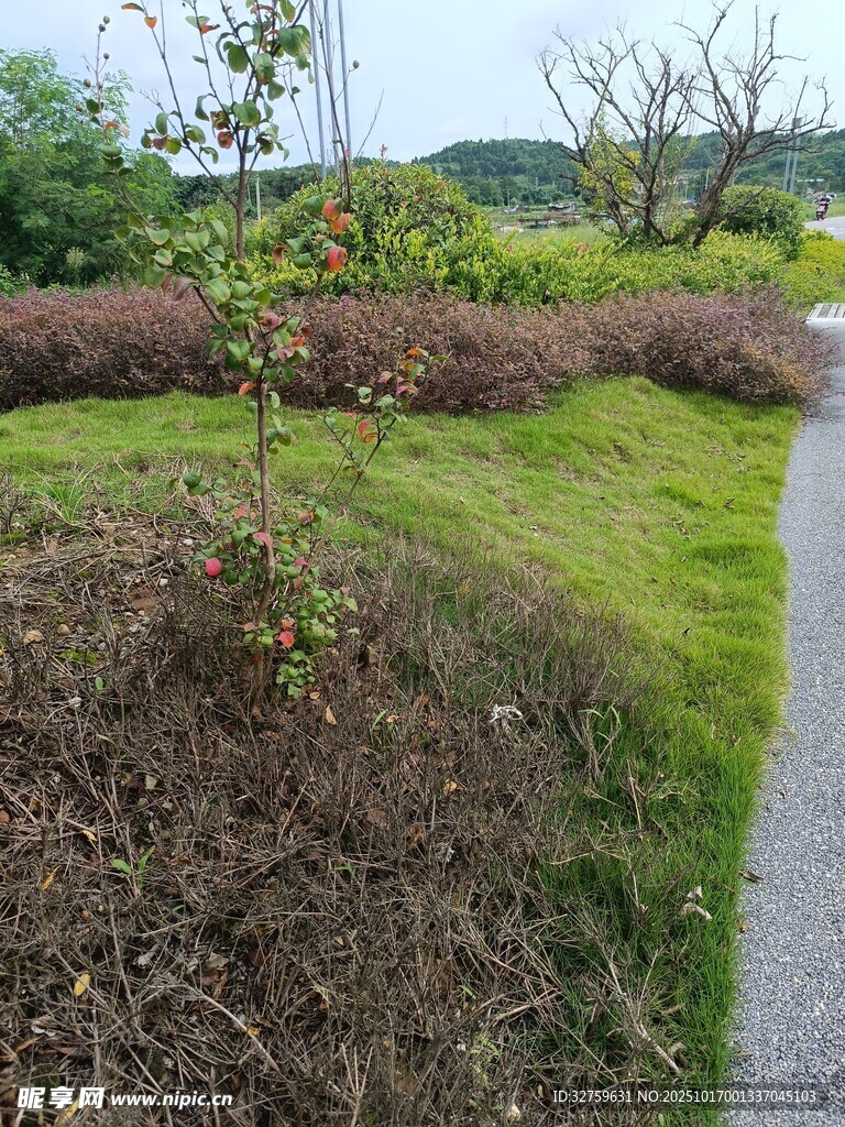 乡村小径旁的自然景致