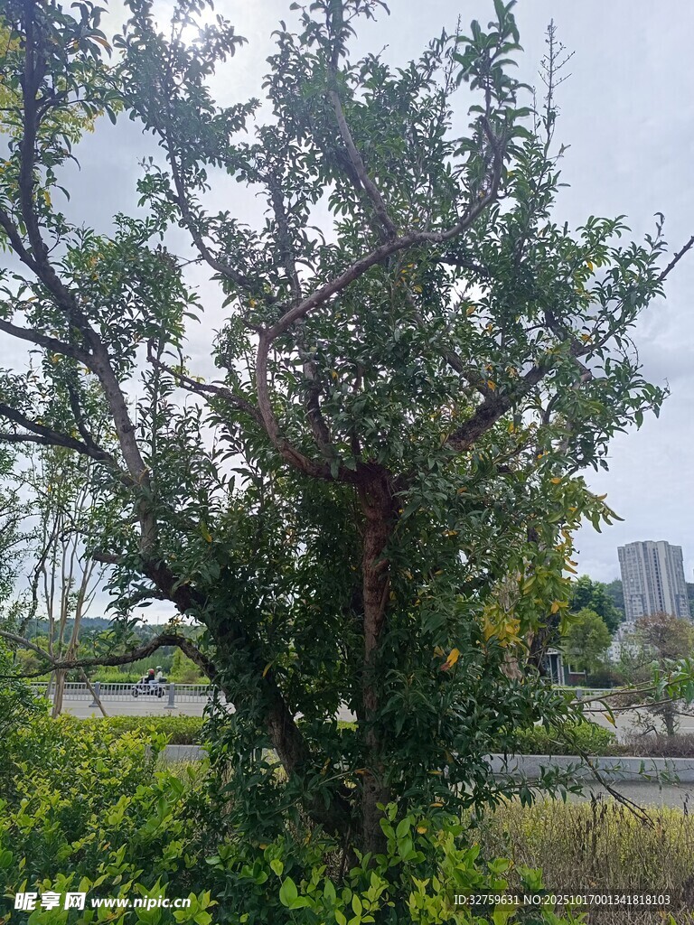 野外繁茂树木与周边景致