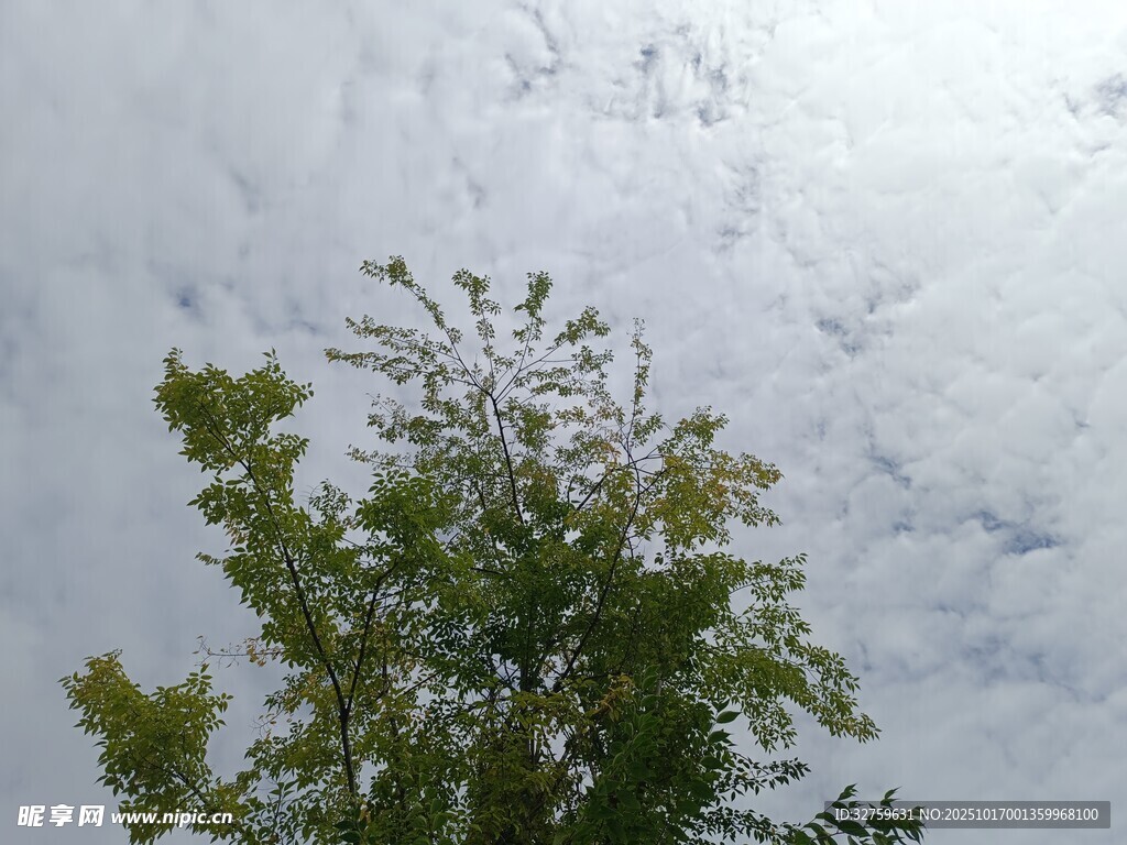 绿树映灰云