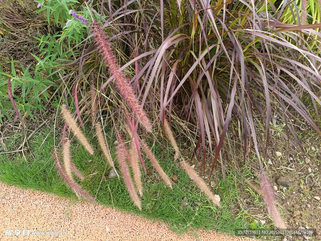 紫叶植物特写