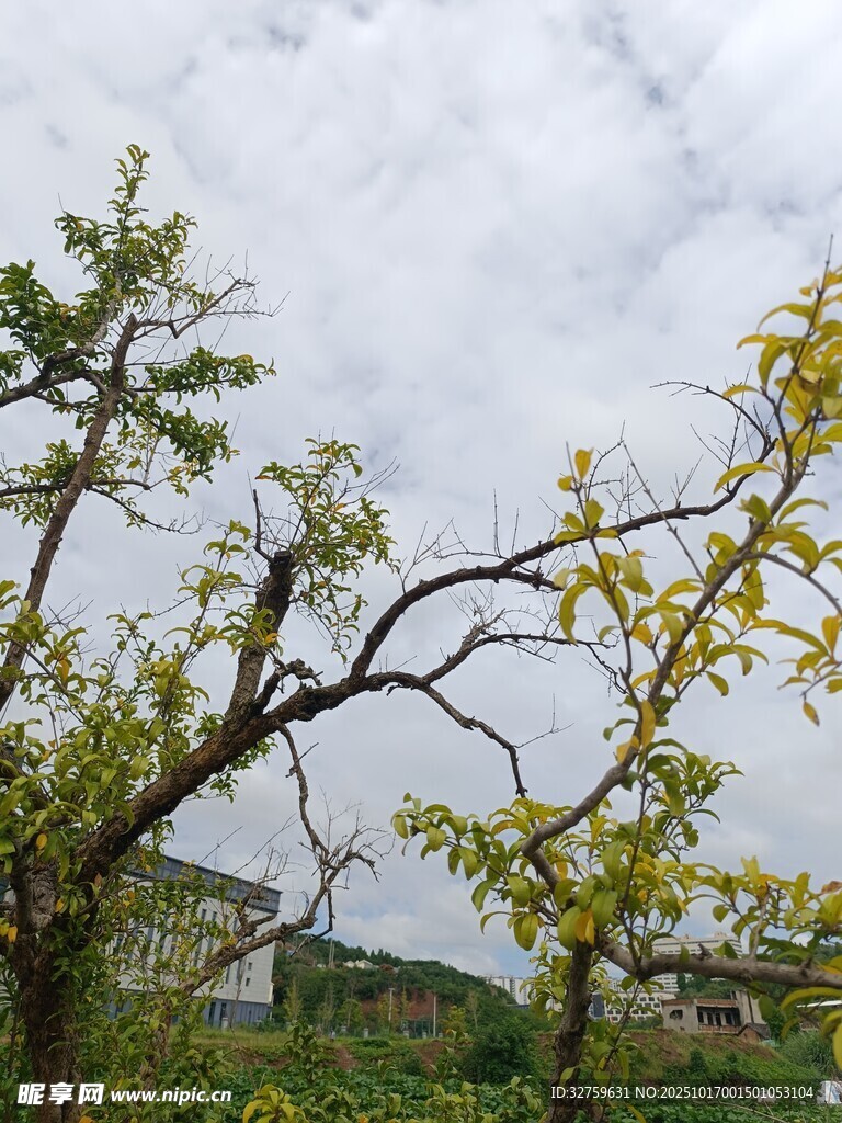 春日枝头新绿景色