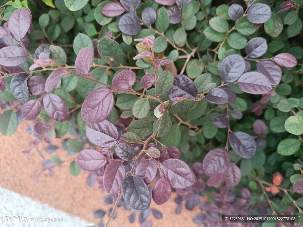 紫叶植物特写