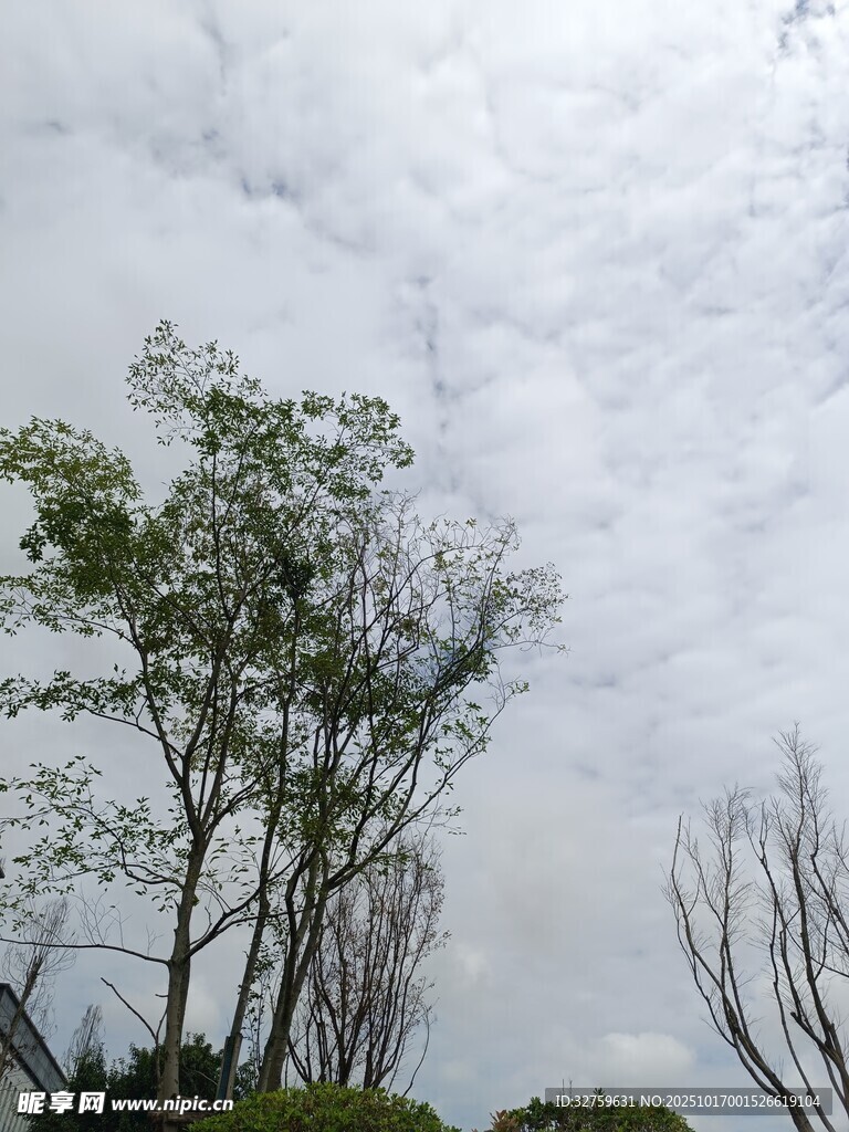 阴天中的树木与云层