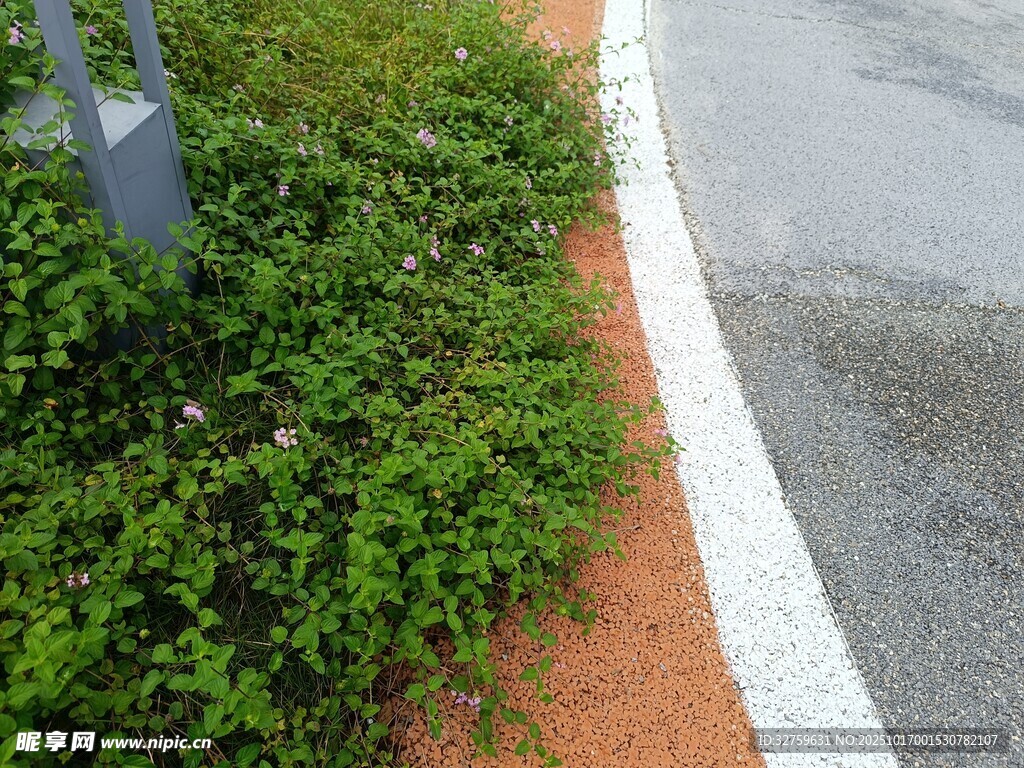 路边绿植与灰白分界带