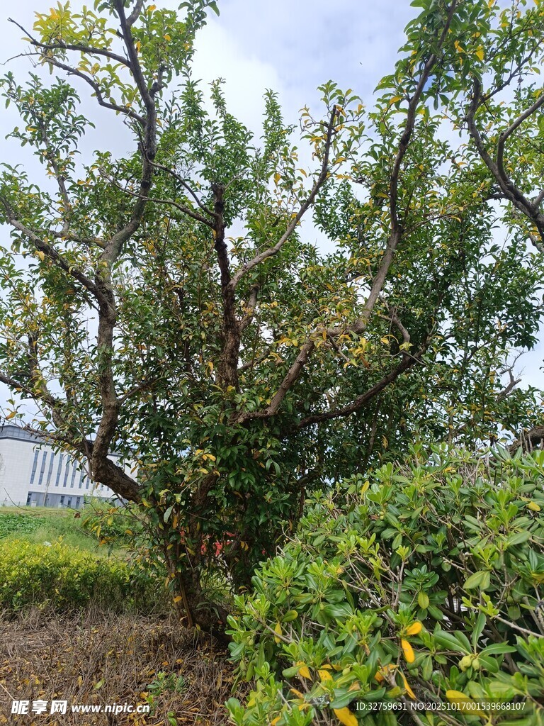 繁茂果树生长于绿意间