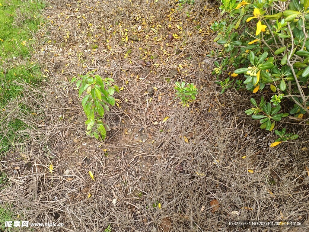 草地中的嫩绿植物