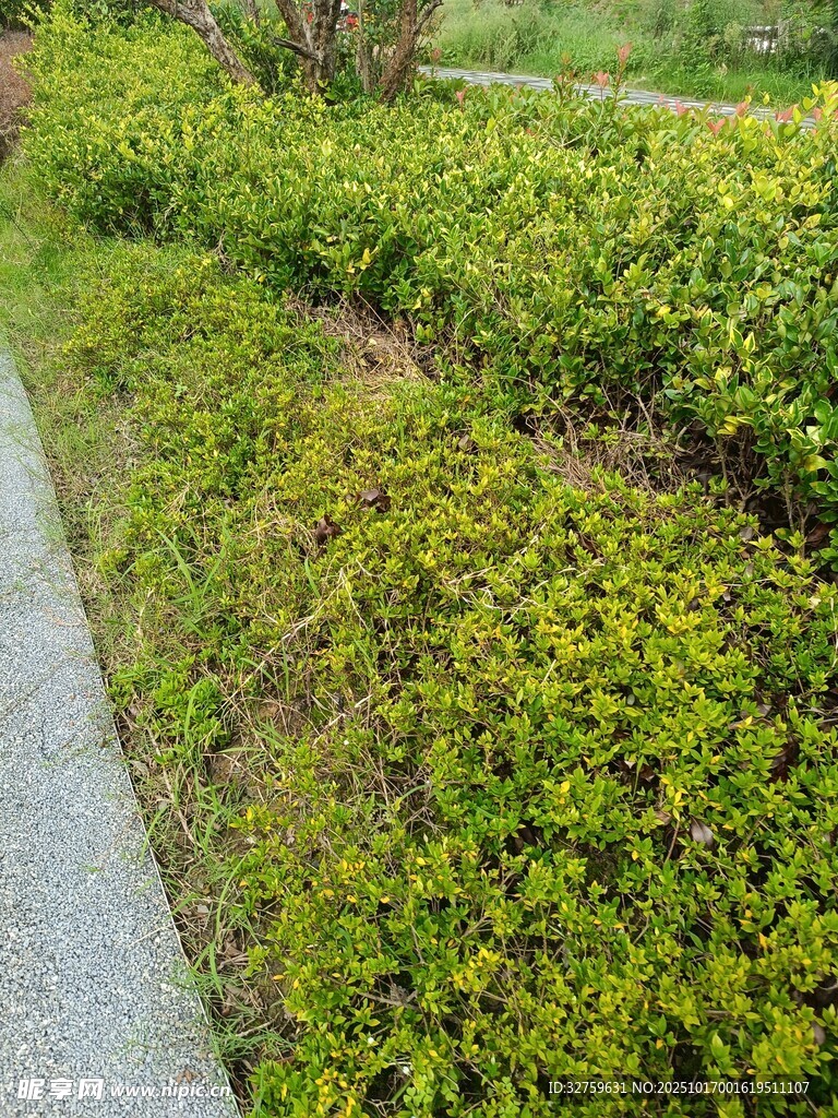 路边翠绿灌木丛景观